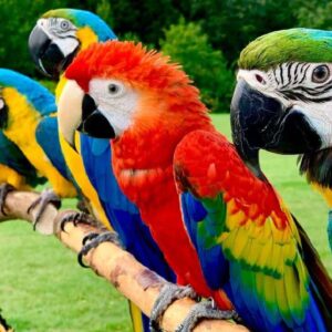 Macaw Parrots