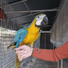 Blue and Gold Macaw/Rio