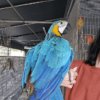 Blue and Gold Macaw/Rio - Image 2