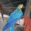 Blue and Gold Macaw/Rio - Image 3
