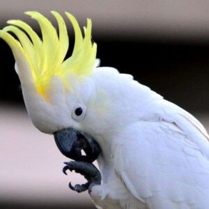 Cockatoo Parrots