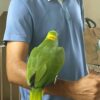 Yellow Nape Amazon/ Zazu - Image 5