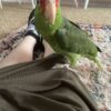 Mexican Red Amazon Parrot/ TOBY