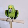 Yellow Nape Amazon/ Zazu - Image 4
