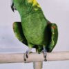 Yellow Nape Amazon/ Zazu - Image 3