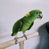 Yellow Nape Amazon/ Zazu - Image 2