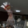 Major Mitchell's Cockatoo/ Bobo - Image 4