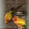 Sun Conure/ Manu - Image 3