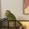 Mexican Red Amazon Parrot/ TOBY - Image 3