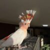 Major Mitchell's Cockatoo/ Bobo - Image 3