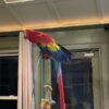Scarlet Macaw/ RUBY