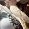 Major Mitchell's Cockatoo/ Bobo - Image 2