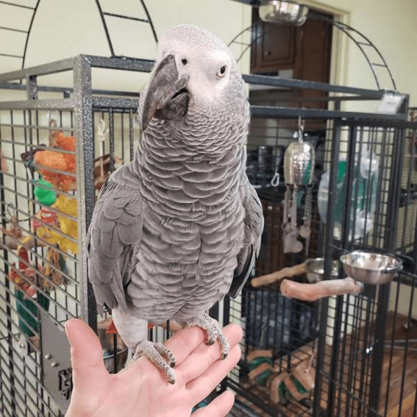 African Grey Parrot/VERA