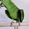 Yellow Nape Amazon/ Zazu