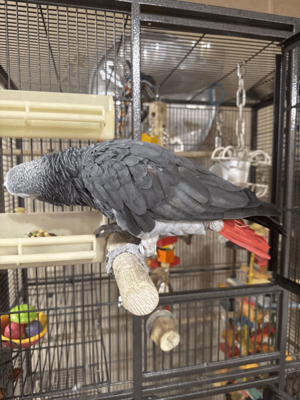 African Grey Parrot/CHARLIE - Image 2