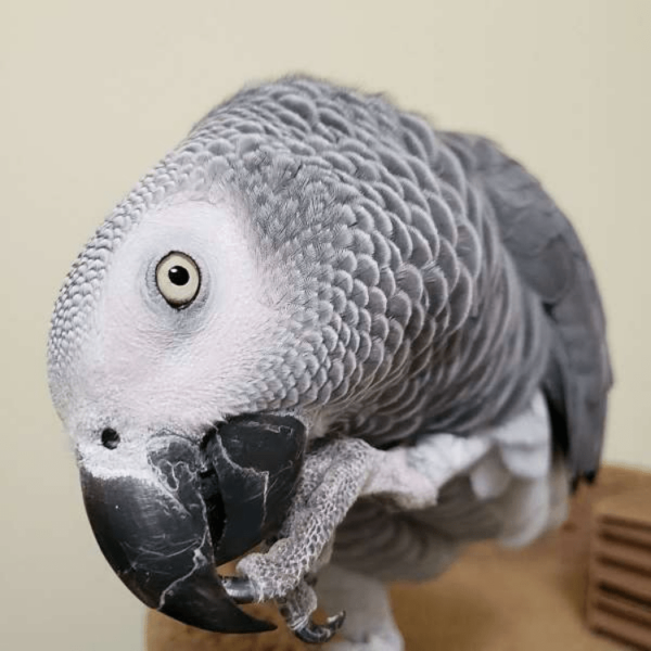 African Grey Parrot/VERA - Image 2