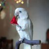 Goffin Cockatoo/ Picachu