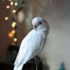 Goffin Cockatoo/ Picachu - Image 2