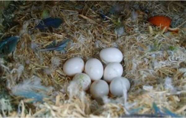 Green-Wing Macaw Parrot eggs for sale