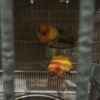 Sun Conure/ Manu - Image 4