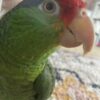 Mexican Red Amazon Parrot/ TOBY - Image 2