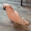 Moluccan Cockatoo/ Chive - Image 2
