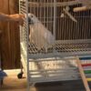 Moluccan Cockatoo/ Chive - Image 3