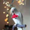 Goffin Cockatoo/ Picachu - Image 3