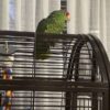 Mexican Red Amazon Parrot/ TOBY - Image 4
