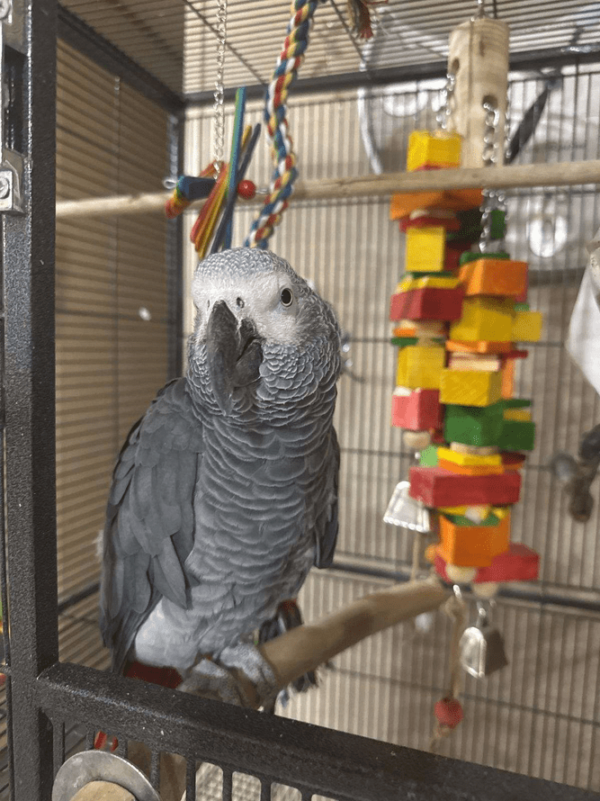 African Grey Parrot/CHARLIE - Image 3