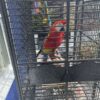 Scarlet Macaw/ RUBY - Image 2