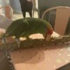 Mexican Red Amazon Parrot/ TOBY - Image 5