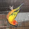 Sun Conure/ Manu