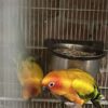 Sun Conure/ Manu - Image 2