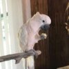 Moluccan Cockatoo/ Chive - Image 4