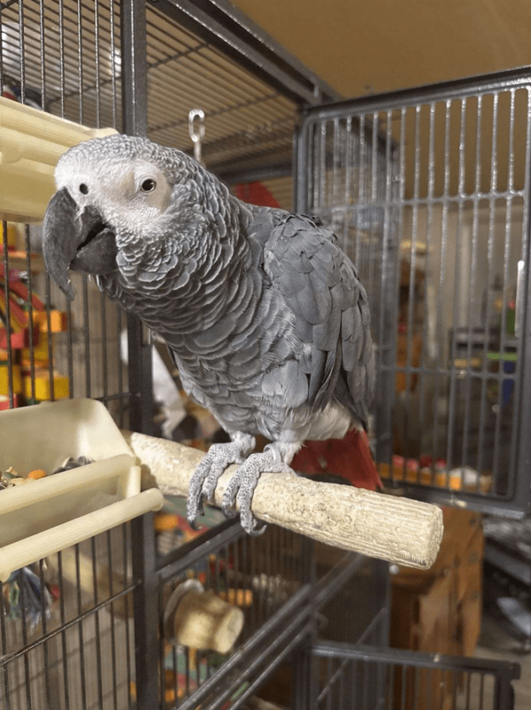 African Grey Parrot/CHARLIE