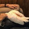 Moluccan Cockatoo/ Chive - Image 5